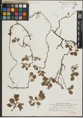 Foto von Salix herbacea L. x Salix polaris Wahlenb.